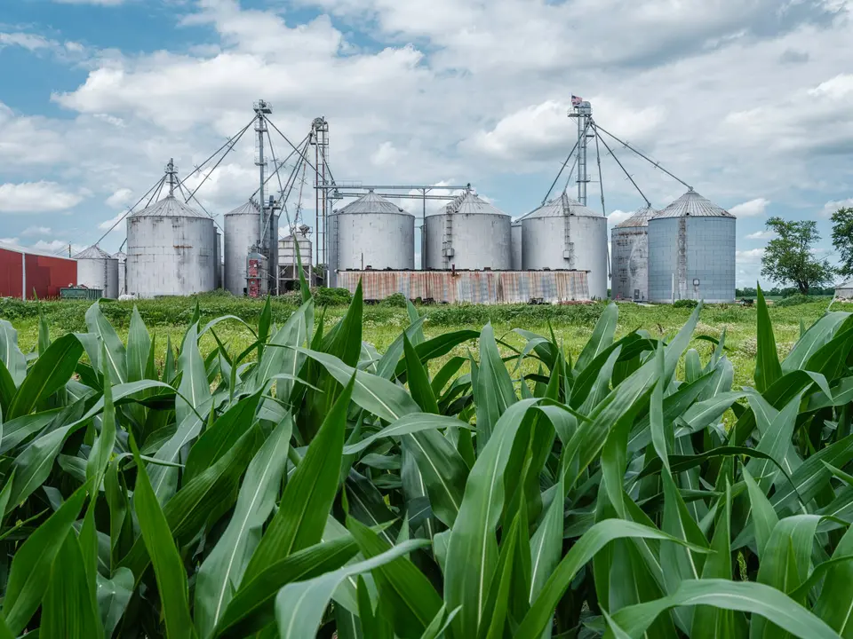 Grain elevator complex rising over a corn field